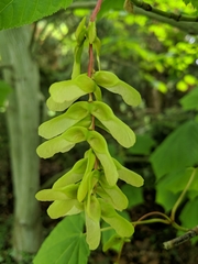Acer davidii