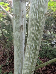Acer davidii