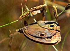 Neocoenyra kivuensis