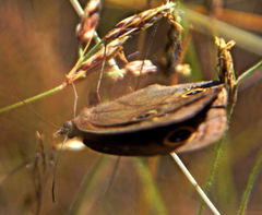 Neocoenyra kivuensis
