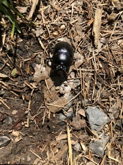 Anoplotrupes