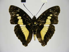Euptera neptunus
