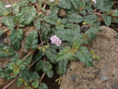 Boerhavia glabrata
