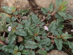 Boerhavia glabrata