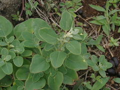 Chenopodium acuminatum virgatum