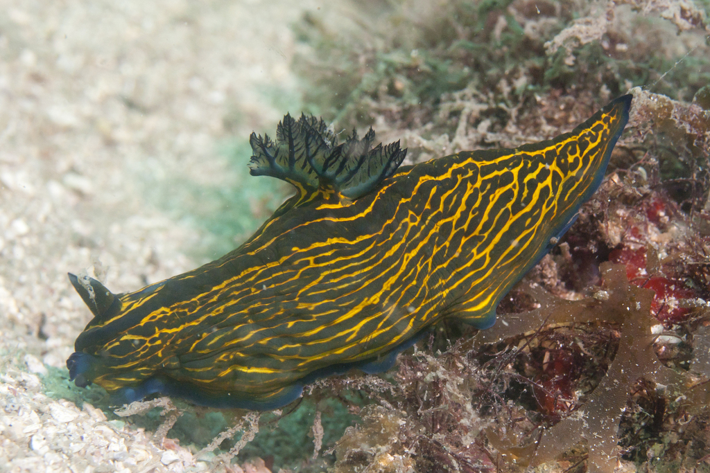 Tyrannodoris ernsti