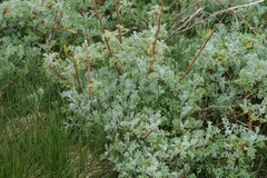 Artemisia maritima