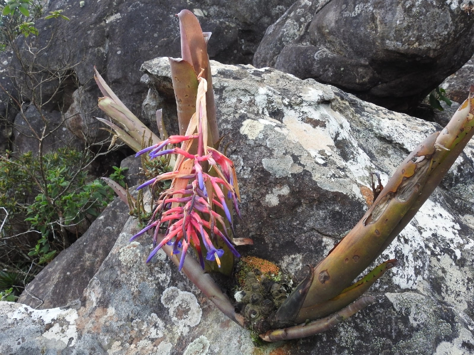 Imagem de Billbergia
