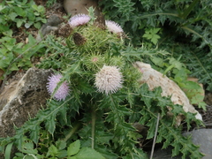 Cirsium brevicaule