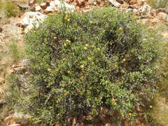 Pegolettia baccaridifolia