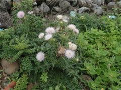 Cirsium brevicaule