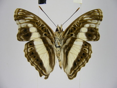 Euptera neptunus