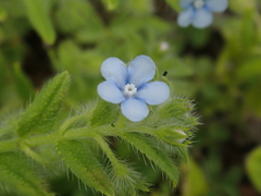 Thyrocarpus sampsonii