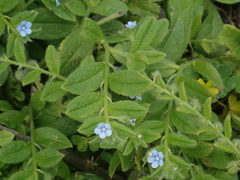 Thyrocarpus sampsonii