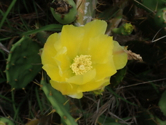 Opuntia stricta