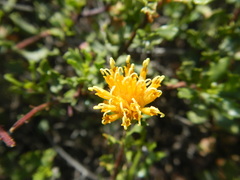 Pegolettia baccaridifolia