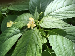 Impatiens parviflora