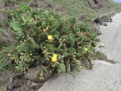Opuntia stricta