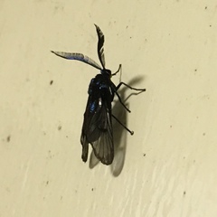 Zama nigrigemma