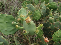 Opuntia stricta