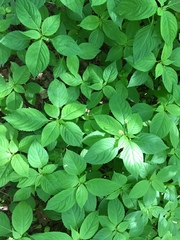 Impatiens parviflora