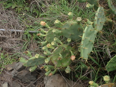Opuntia stricta
