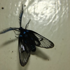 Zama nigrigemma