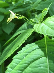 Impatiens parviflora