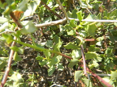Pegolettia baccaridifolia