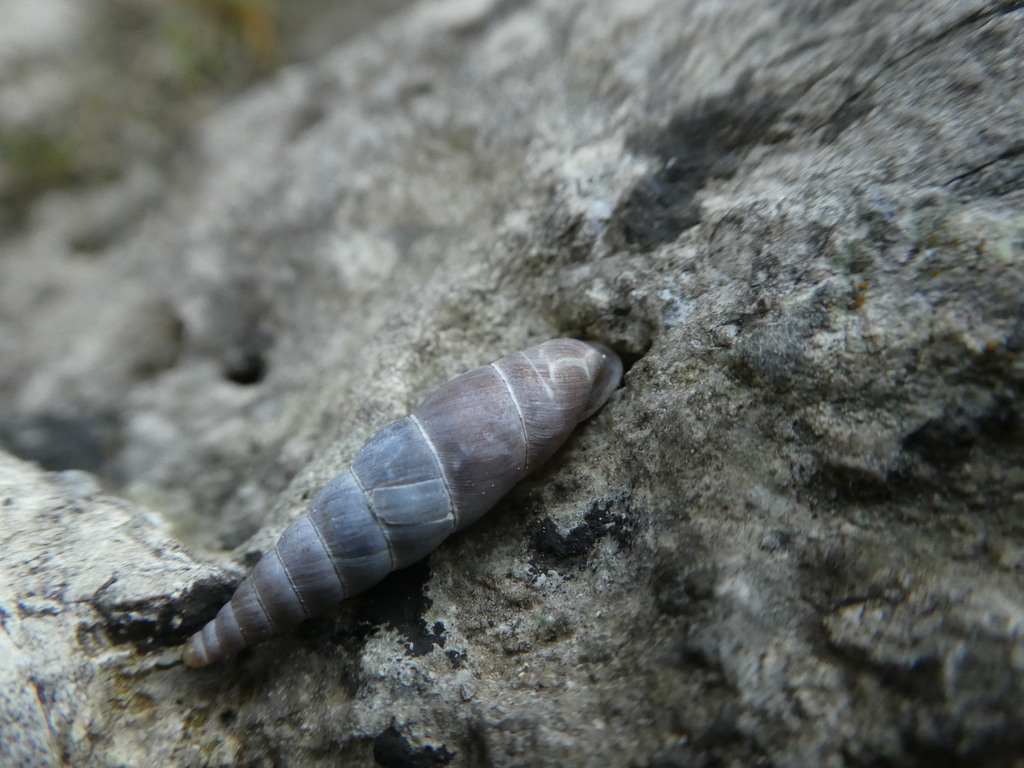 Bosnian Door Snail