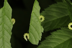 Euura spiraeae