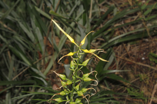Pitcairnia xanthocalyx