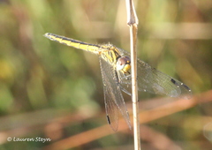 Trithemis dorsalis