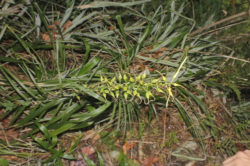 Pitcairnia xanthocalyx, photograph 1