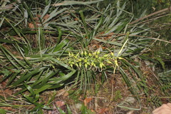 Pitcairnia xanthocalyx, photograph (c) Juan Cruzado Cortés, some rights reserved (CC BY-SA)