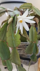 Rhipsalidopsis gaertneri