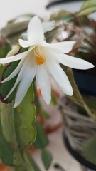 Rhipsalidopsis gaertneri