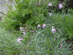 Dianthus plumarius neilreichii