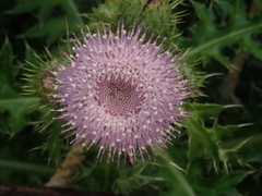 Cirsium brevicaule
