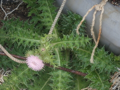 Cirsium brevicaule