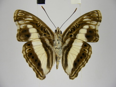 Euptera neptunus
