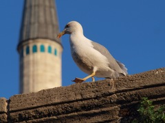 Larus michahellis