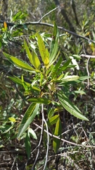 Searsia angustifolia
