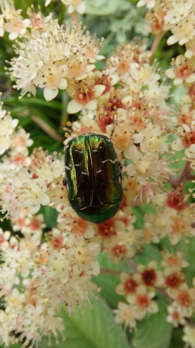 European Rose Chafer, 6562 XA Groesbeek, Nederland, photo 8 of 10