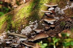Armillaria hinnulea