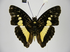 Euptera neptunus