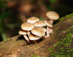 Armillaria hinnulea