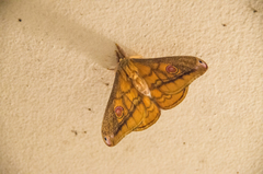 Opodiphthera rhythmica