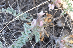 Astragalus testiculatus