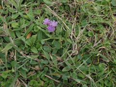 Cyanthillium maritimum